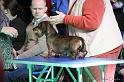 Crufts2011_2 848